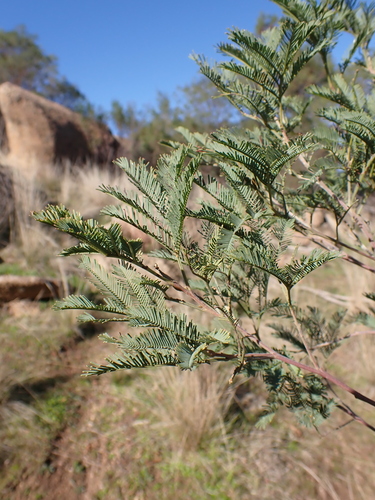 Image of Acacia deanei by (c) Nina Kerr, some rights reserved (CC BY)