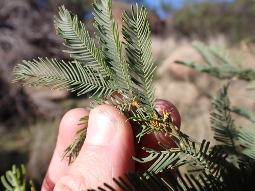 Image of Acacia deanei by (c) Nina Kerr, some rights reserved (CC BY)