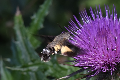 Himalayan Hummingbird Hawkmoth