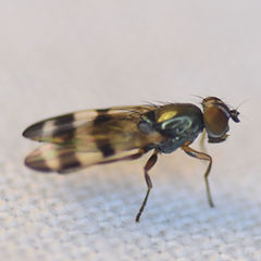 Chaetopsis massyla