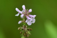 Stachys aspera