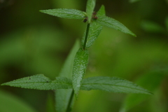Stachys aspera