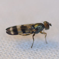 Chaetopsis massyla