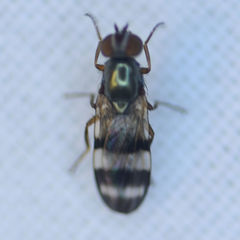Chaetopsis massyla