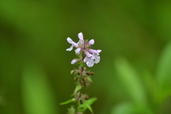 Stachys aspera