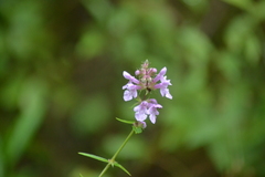 Stachys aspera