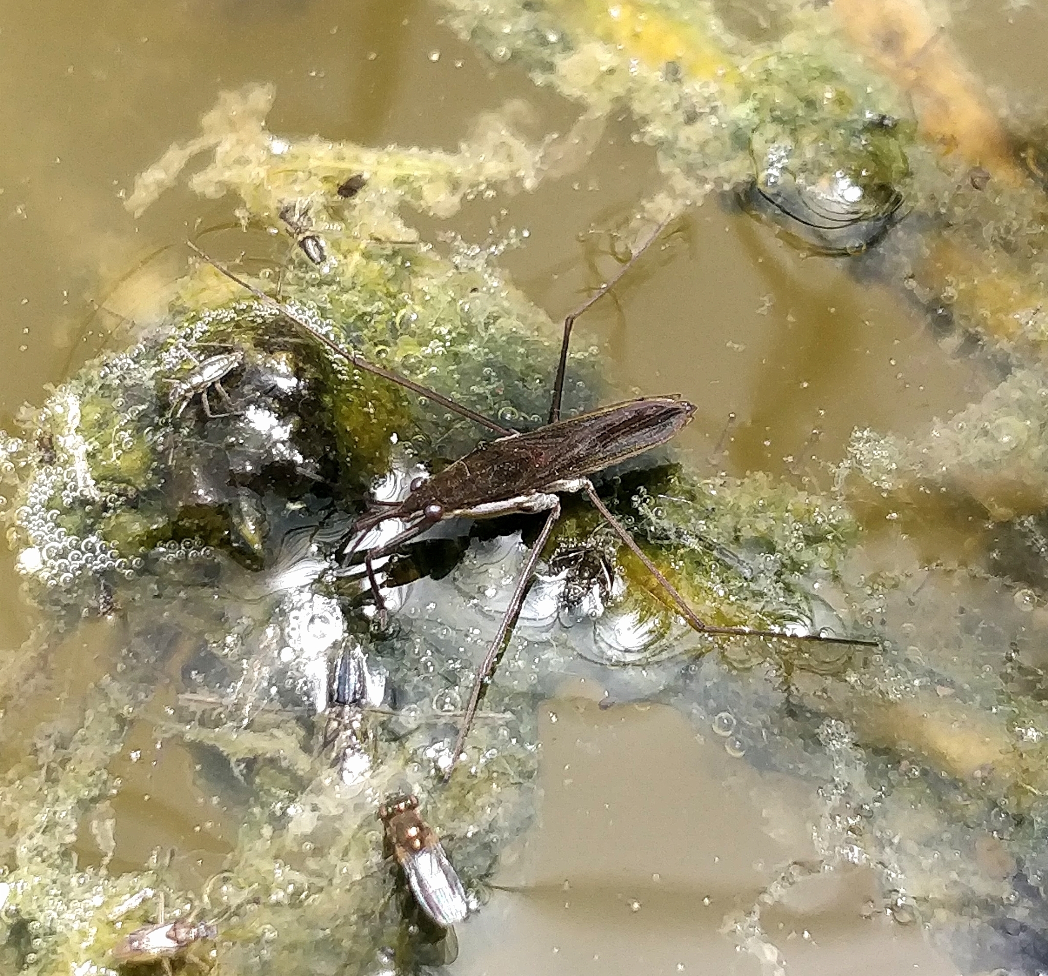 Gerris thoracicus