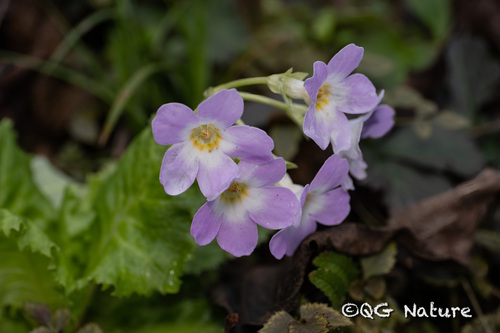 Primula moupinensis