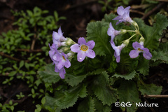 Primula moupinensis, photograph Wang.QG, CC BY, iNaturalist via GBIF