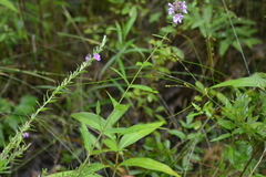 Stachys aspera