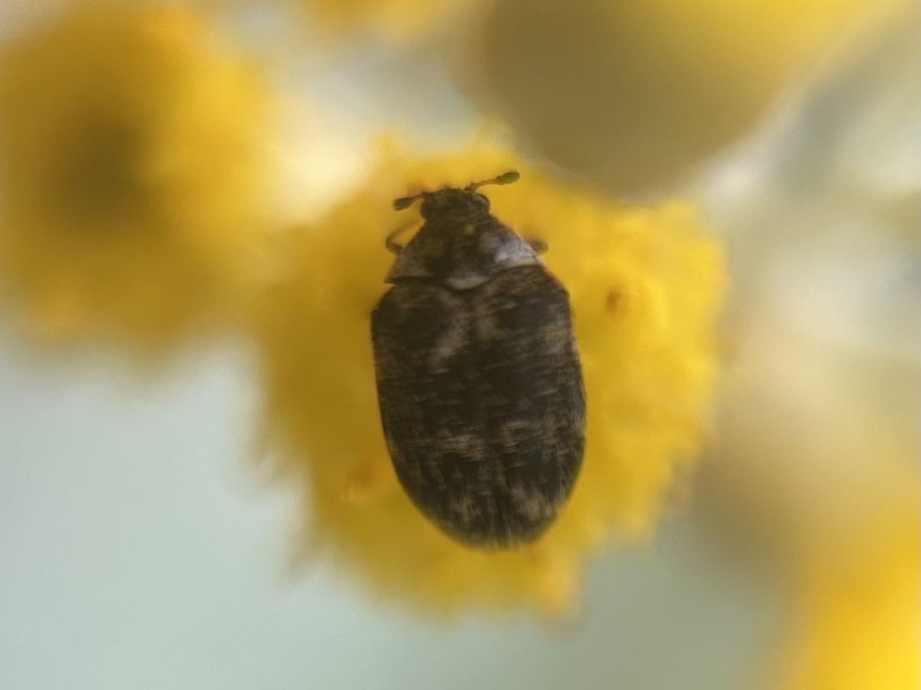 Carpet Beetles from Eglingham Way, Morpeth, England, GB on July 14