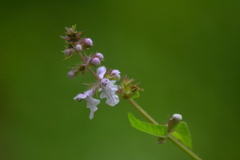 Stachys aspera
