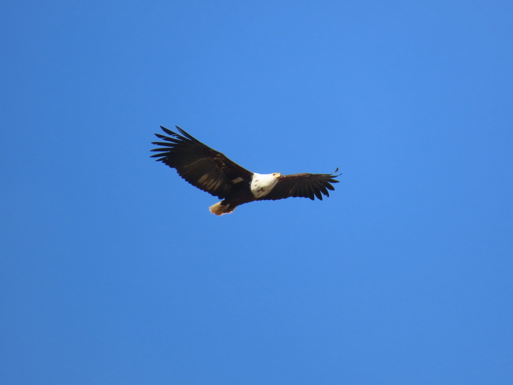 African Fish-Eagle from Pixley ka Seme District Municipality, South ...