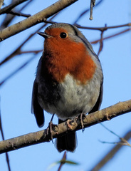 Erithacus rubecula