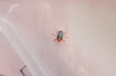 Balaustium