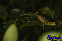 Polychrus gutturosus