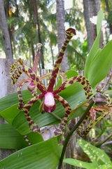 Arachnis flos-aeris