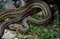 Elaphe quatuorlineata