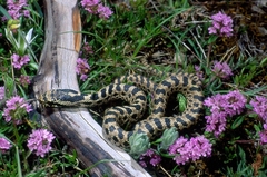 Elaphe quatuorlineata