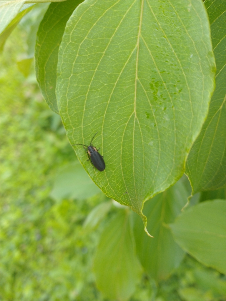 Click, Firefly, and Soldier Beetles from Marcellus, NY 13108, USA on