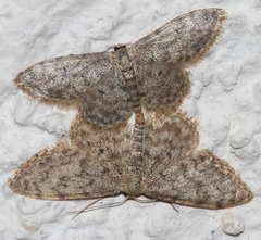 Idaea typicata