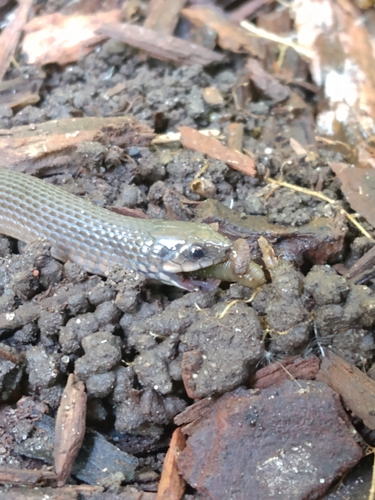 Rough Earthsnake, Magee, MS, USA, photo 8 of 10