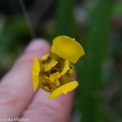 Trimezia martinicensis