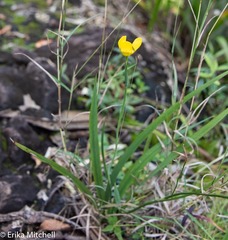 Trimezia martinicensis