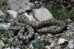 Elaphe quatuorlineata