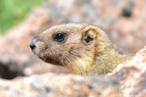 Altai Marmot