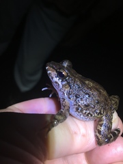 Leptodactylus lithonaetes