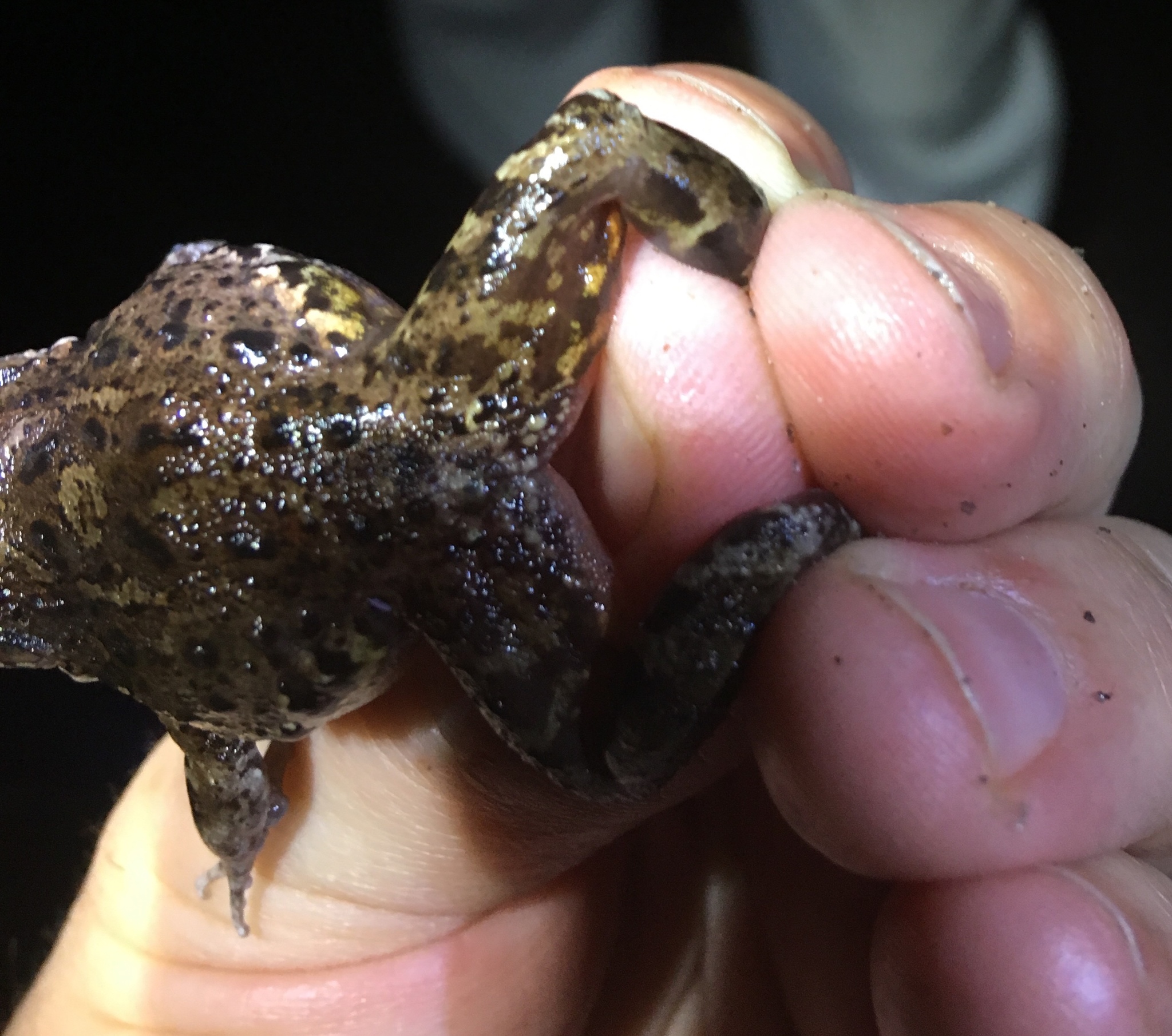 Leptodactylus lithonaetes Heyer, 1995