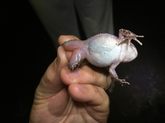 Leptodactylus lithonaetes