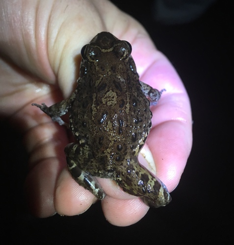 Leptodactylus lithonaetes