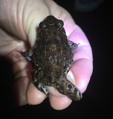 Leptodactylus lithonaetes