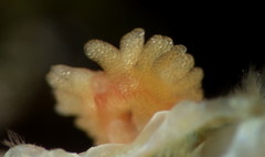 Image of Lernaeodiscus porcellanae