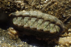 Stenoplax heathiana