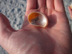 Crepidula fornicata image