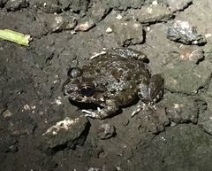 Leptodactylus lithonaetes