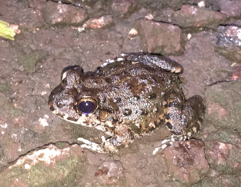 Yapacana White-Lipped Frog