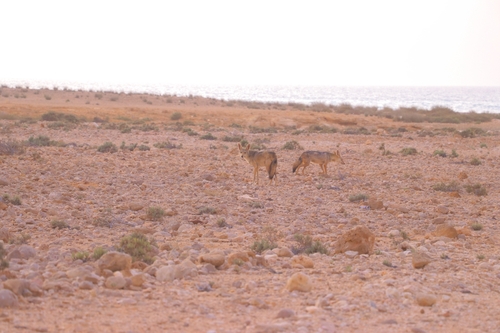 African Wolf