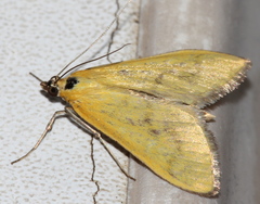 Mecyna lutealis