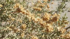 Atriplex canescens laciniata