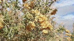 Atriplex canescens laciniata