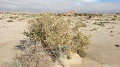 Atriplex canescens laciniata