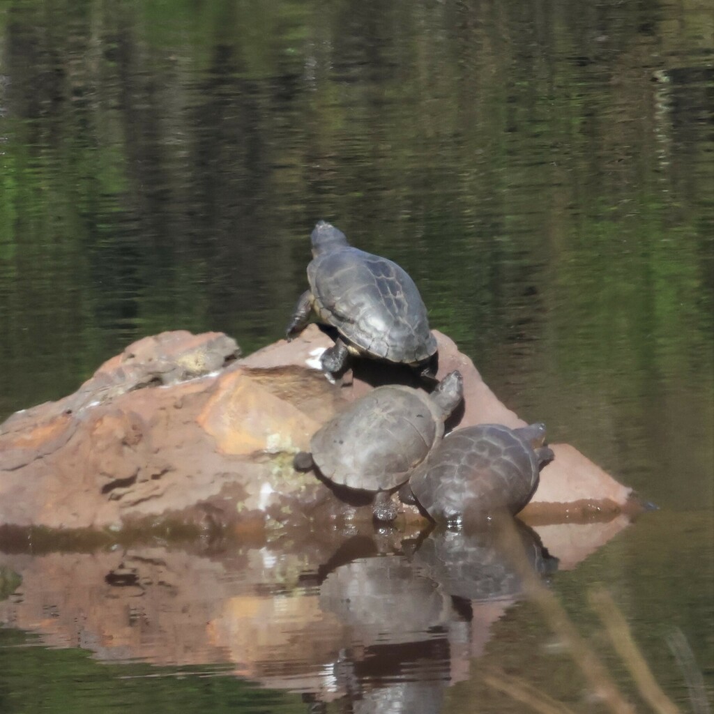 Cape Terrapin From 27 Totius St, Welgemoed, Cape Town, 7530, South 