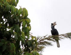 Bycanistes subcylindricus