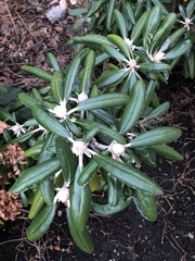Rhododendron yakushimanum