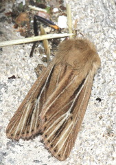 Mythimna anderreggii