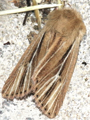 Mythimna anderreggii